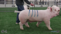 Hog#4