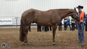 Class #10 Geldings thumbnail