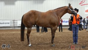 Class #11 Geldings thumbnail