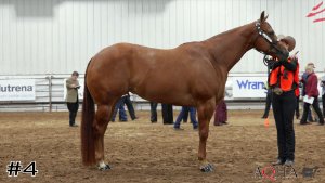 Class #12 Mares thumbnail