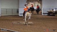 Horse#2