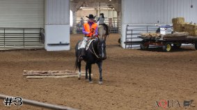 AQHA #8