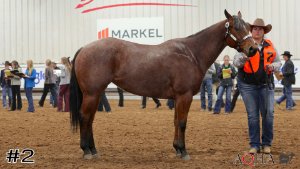 Class #9 Mares thumbnail
