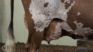 Class #1 Ayrshire Cows thumbnail