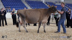 Class #10 Jersey Cows thumbnail