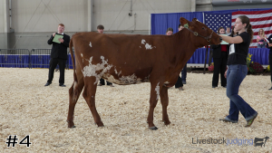 Class #2 Ayrshire Heifers thumbnail