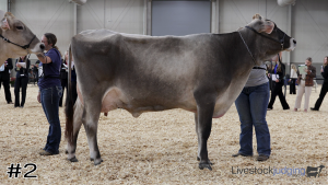Class #3 Brown Swiss Cows thumbnail