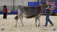 Heifer#1