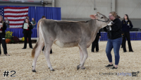 Heifer#2