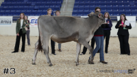 Heifer#3