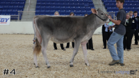 Heifer#4