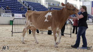 Class #5 Guernsey Cows thumbnail