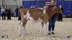 Class #6 Guernsey Heifers thumbnail