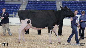 Class #7 Holstein Cows thumbnail