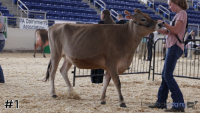 Heifer#1