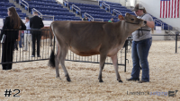 Heifer#2