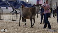 Heifer#3