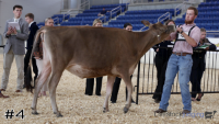 Heifer#4