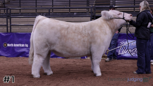 Class #1 Market Steers thumbnail