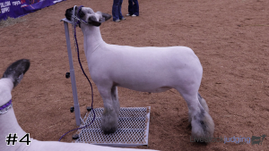 Class #10 Market Lambs thumbnail