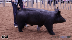 Class #11 Market Swine thumbnail