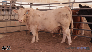 Class #12 Bulls thumbnail