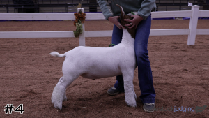 Class #13 Market Goats thumbnail