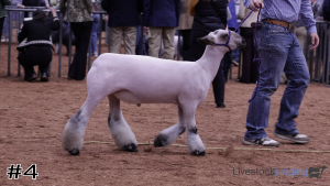 Class #14 Market Lambs thumbnail
