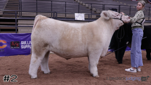 Class #2 Market Steers thumbnail