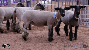 Class #3 Wether Dam Ewes thumbnail