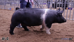 Class #6 Market Swine thumbnail