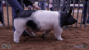 Class #5 Market Swine thumbnail