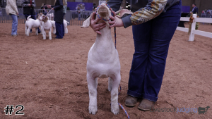 Class #4 Market Goats thumbnail