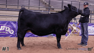 Class #7 Breeding Heifers thumbnail