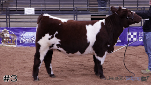 Class #8 Breeding Heifers thumbnail