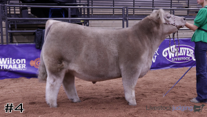 Class #1 Market Steers thumbnail