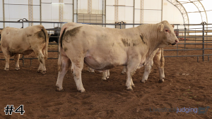 Class #10 Bulls thumbnail