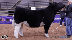 Class #2 Market Steers thumbnail