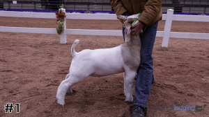 Class #4 Market Goats thumbnail