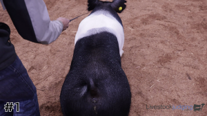 Class #5 Market Swine thumbnail