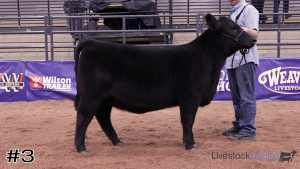 Class #6 Breeding Heifers thumbnail