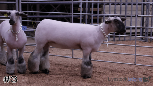 Class #7 Wether Dam Ewes thumbnail