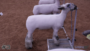 Class #8 Market Lambs thumbnail