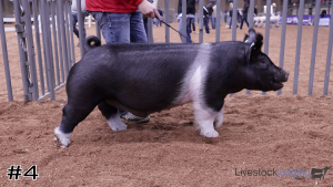 Class #9 Market Swine thumbnail