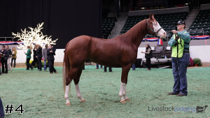 Class #10 Geldings thumbnail
