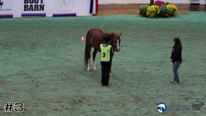 Class #2 Showmanship thumbnail