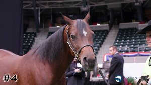 Class #7 Geldings thumbnail