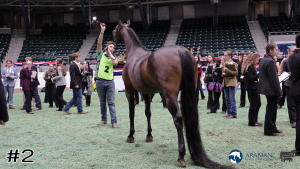 Class #8 Mares thumbnail