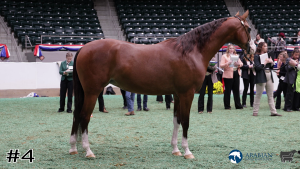 Class #9 Mares thumbnail