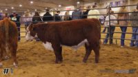 Bull#1